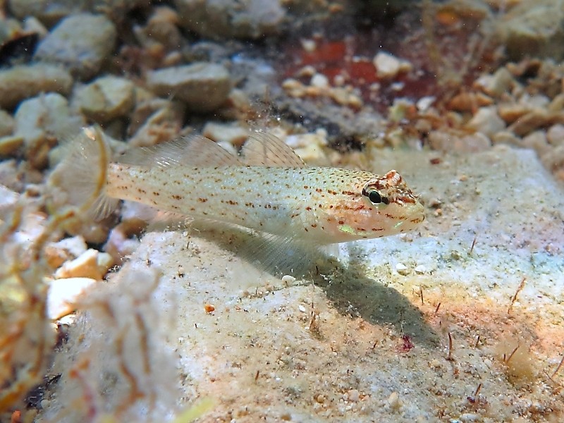 Gobius incognitus (M. Kovacic and R. anda, 2016) vs. Gobius bucchichi (Steindachner,1870)